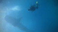 Oslob whale shark Dive