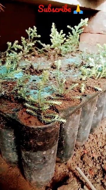 how to grow golden cypress  #cypress #bonsai #golden cypress  #christmas tree 🎄