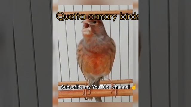 red factor red mosaic canary full start. training singing #canary #singing #quetta #birds