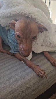 Домашний хищник.