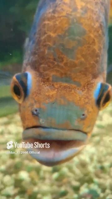 Астронотус злой 😠 а я нет это рыба 🐟 [МОЁ ВИДЕО С ЮТУБА]