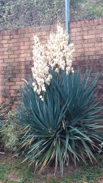 Yucca Palm Flowers In Winter ! The 2nd Time This Year ! Narrated By Steve West