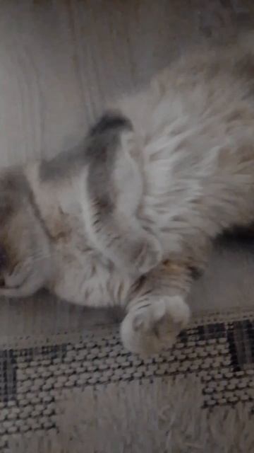 С 23 ФЕВРАЛЯ❗#афоникс #cat #лайк #милота #рекомендации #милашка #кот #котэ #котик #23февраля #милаха