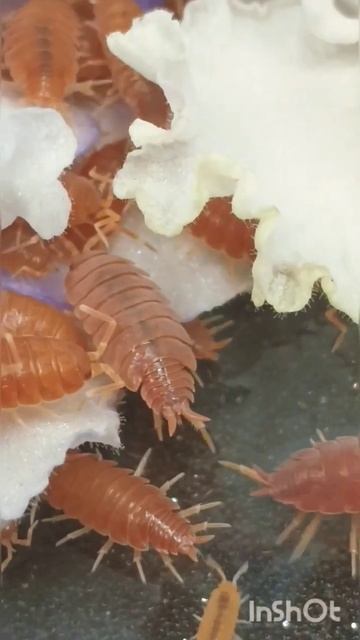 Powder Orange Isopods, Porcellionides pruinosus insects exploring flowers