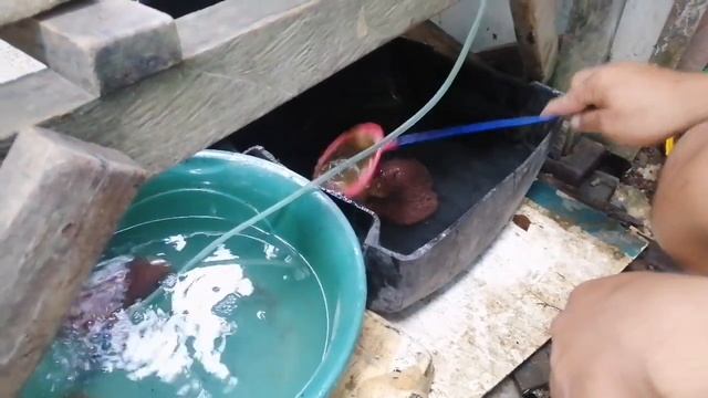 How to Properly Prepare Tubifex Worm for Fishkeepers | with Arvin Tan
