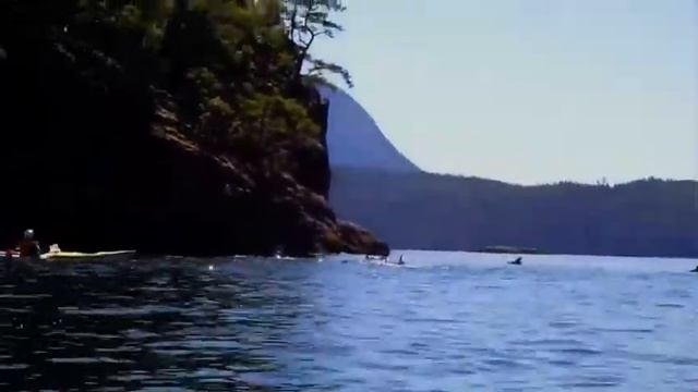 Desolation Sound Dolphins
