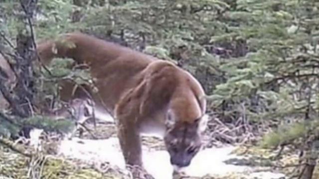 Muscular mountain lions