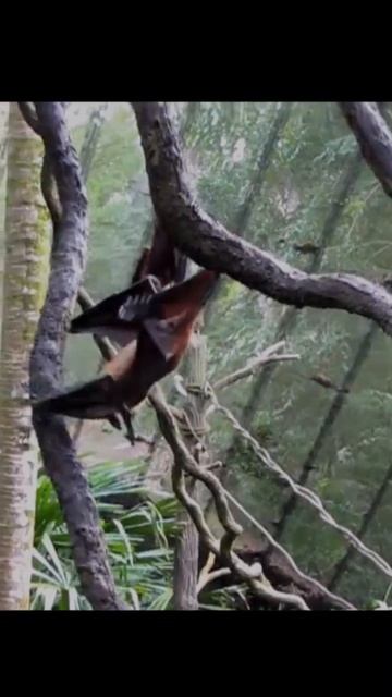 Bats: The Misunderstood Heroes of the Animal Kingdom #shorts