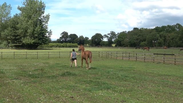 FIJI - 2 year old gelding by Foundation x Rubin Star x Donnerhall