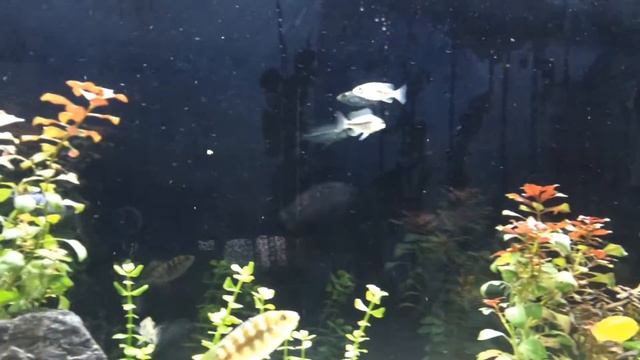 African Cichlid Tank