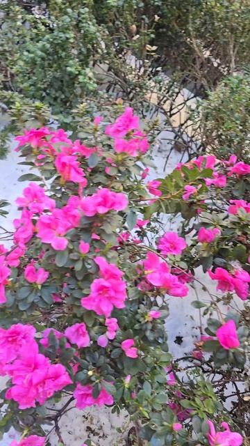 🌺🌺🌺 Азалия в снегу‼️🌺🌺🌺