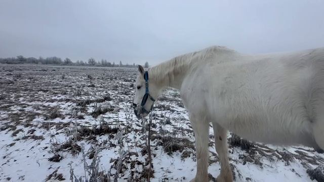 Новый пастух, теперь все нагуляются!