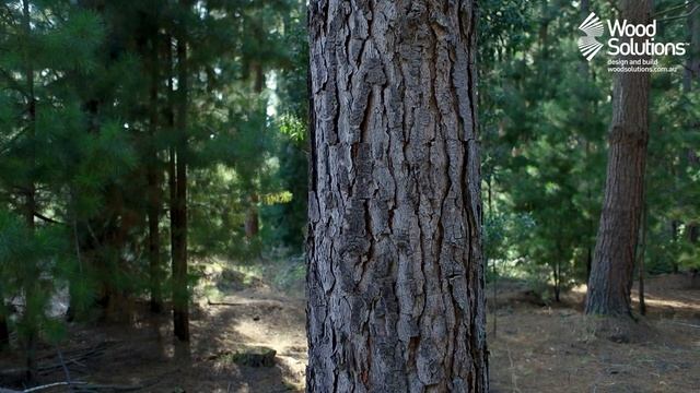 How Do We Produce Softwood?