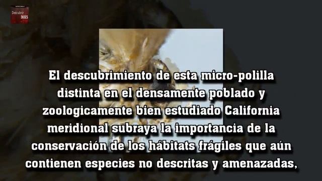 Donald Trump ya es una polilla (por su parecido con su peinado)