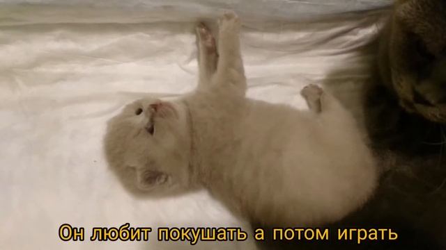 Каким был и стал шотландский кот Симба