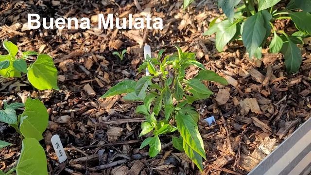 Pepper Garden Tour 2022 June  - Gardening Gal - Part 2 of Full Garden Tour