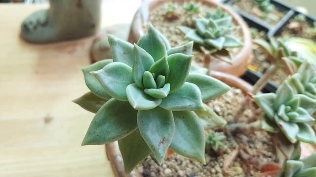 다육이 시트리나 키워시나요? 잎꽂이, 자구, 생명력 다 좋은 시트리나 키우기 ㅎ 이야기해봐요 ㅎ