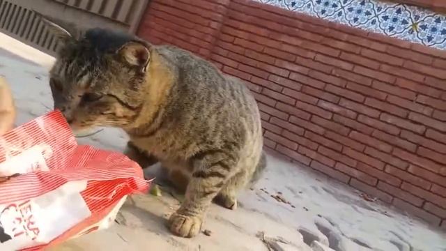 The hungry cat attacked the food