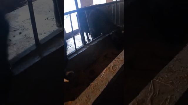 Откорм быков.1.5год