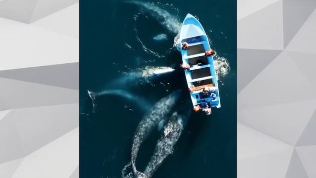 Ayuntamiento de La Paz se prepara para avistamiento de ballenas en Puerto Chale 🐋