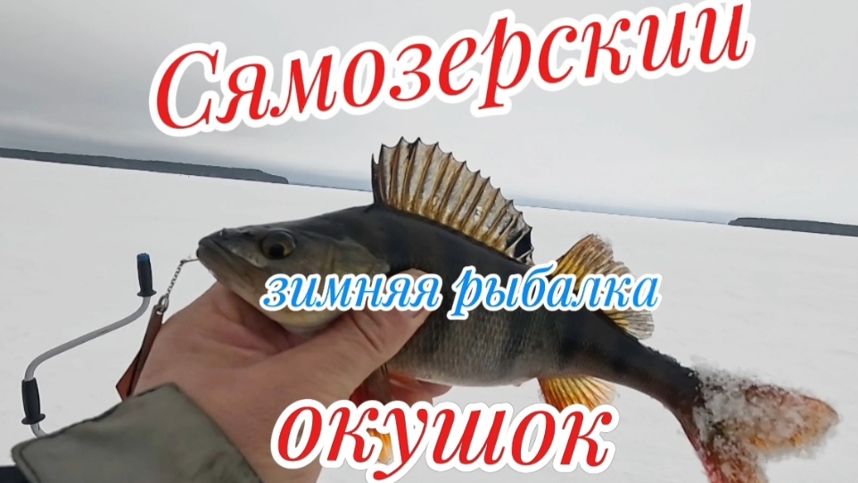 Сямозерский окушок