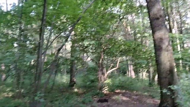 дуб упал благоустройство парка #бирюлевовосточное #дендропарк #август2021#благоустройстворайона