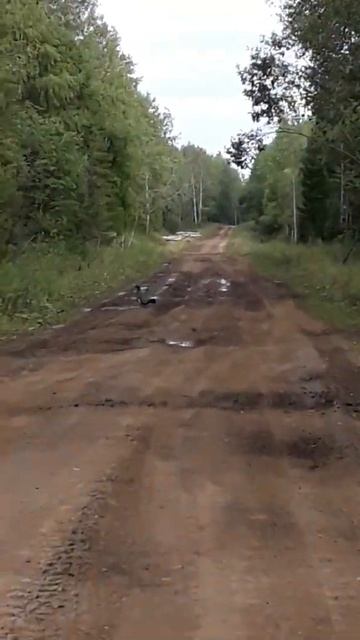 глухарь на дороге