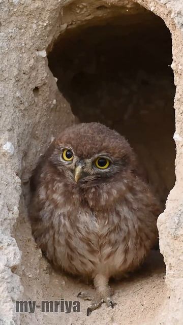 Cute Little owl. Filming in sand quarry takes place under the vigilant control of little owls.
