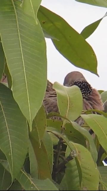 Two doves are hiding in a tree 💕#shorts #birds #Animal