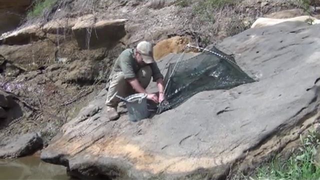 Umbrella Minnow / Crawfish Trap Check Pt. 2