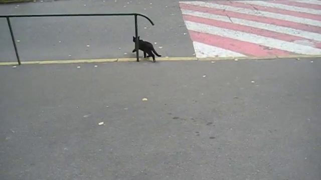 KSN Кот убежал
