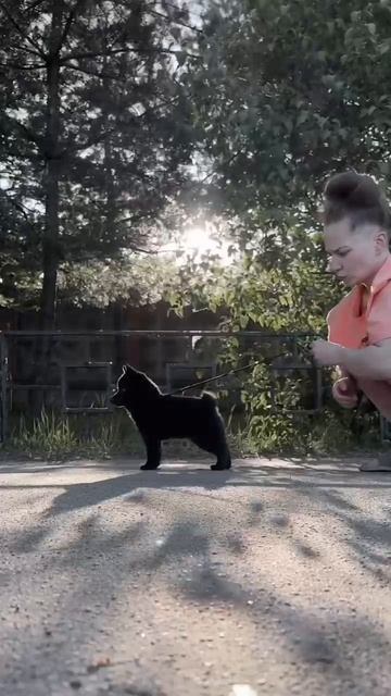 Litter “A” dob 17.02.24