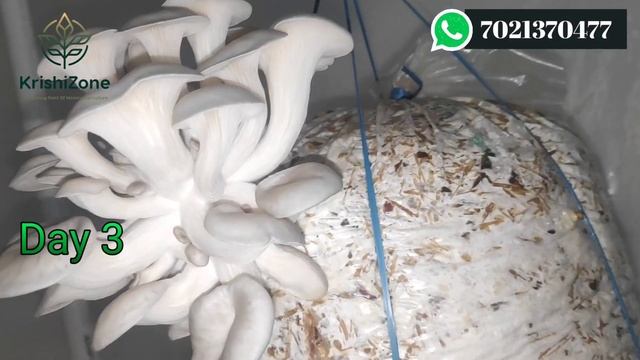 Fresh Oyster Mushroom कब तोडे? | When To Harvest Oyster Mushrooms | #krishizone