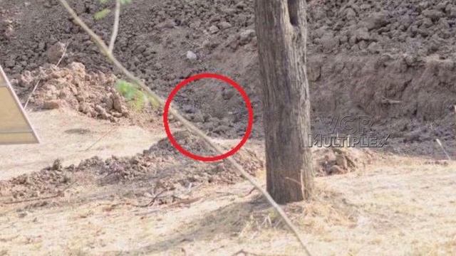 Can You Spot The Leopard In This Viral Photograph? It's Hiding In Plain Sight || VCR Multiplex