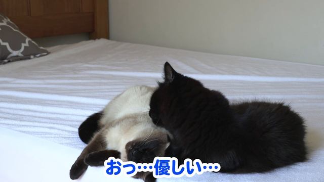【しゃべる猫】ついてくる子供を構ってあげる猫【しおちゃん】