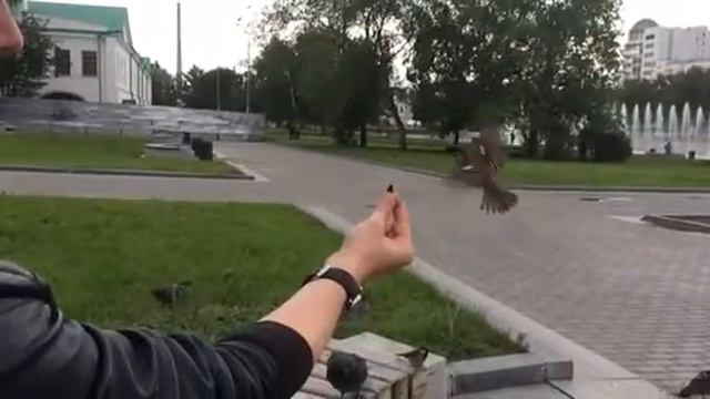 Уральская колибри