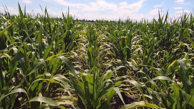 16.07.22 Кукурудза 🌽 - дефіцит елементів живлення
