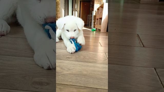Малыши Акита ину❤