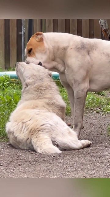 КОГДА АЛАБАЙ НАСТАИВАЕТ на любви - сопротивление бесполезно! || ALABAI DOGS #собаки #dogs