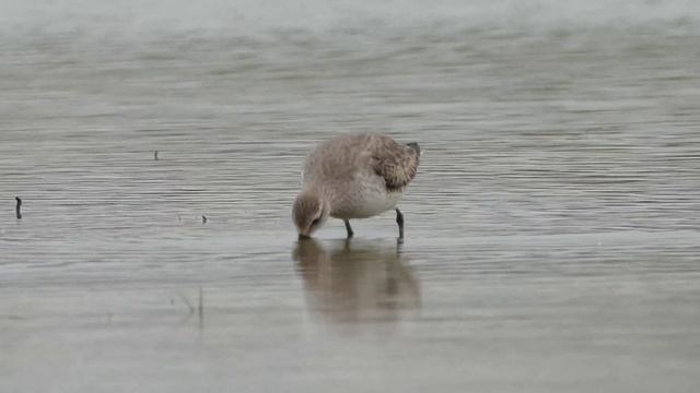 Red Knot - Calidris canutus - Kanoet