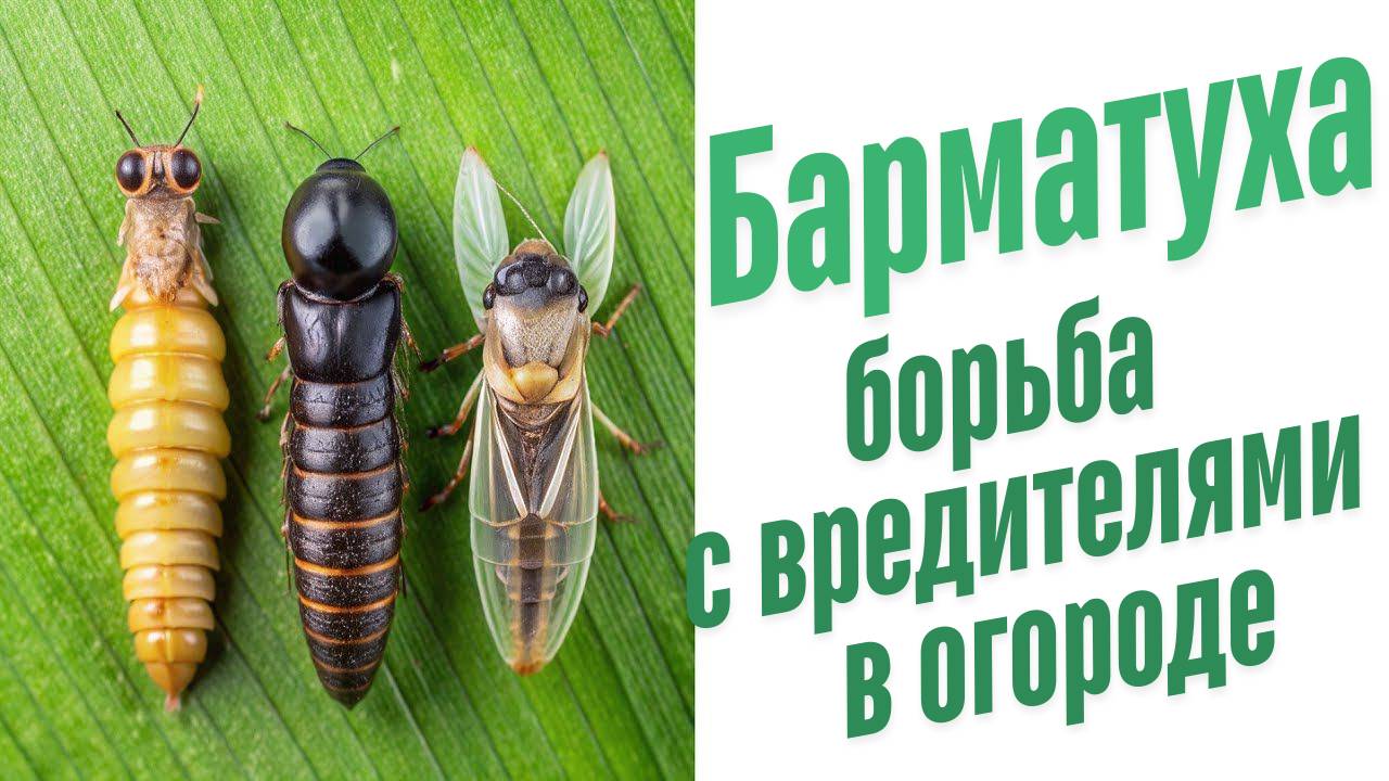 Борьба со слизнями.