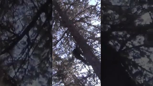 РИСК Залазим на КЕДР ОБИВАЕМ Кедровую Шишку Спускаемся  ЛЕТИМ  Это ВЫРЕЗКА изФильма ссылка вОписани