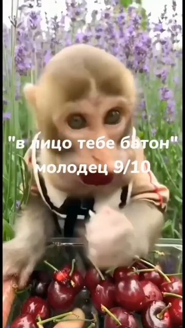 Что❓нужно😨отвечать❗на слово😔"пон"😆по мнению🤔бибизьянки🙉 #рек #phonk #standoff2 #рекомендации