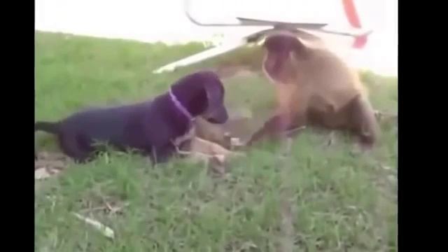 Самые Смешные Приколы Про Животных 2016,Funny Videos,Best Funny Fail Compilation,Funny Videos 2016