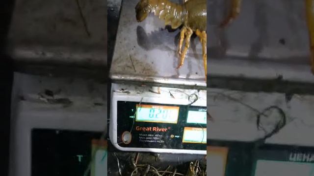 Крупный рак из Сызрани