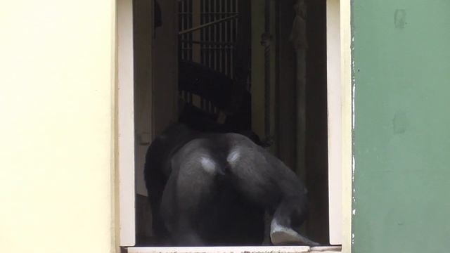 Nene watches over Kiyomasa and Annie drumming. Shabani, Gorilla, Silver back.