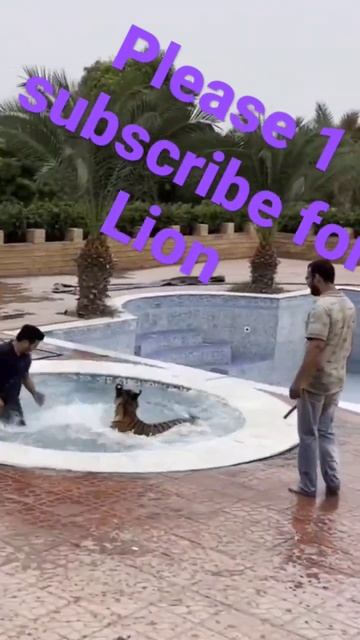 tiger attack on human in pool