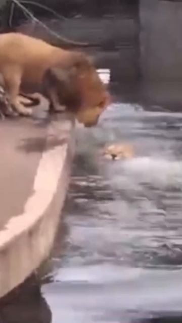 lions walking | lion fell in water | animal behaviour | lioness trying to save the lion | safia ali