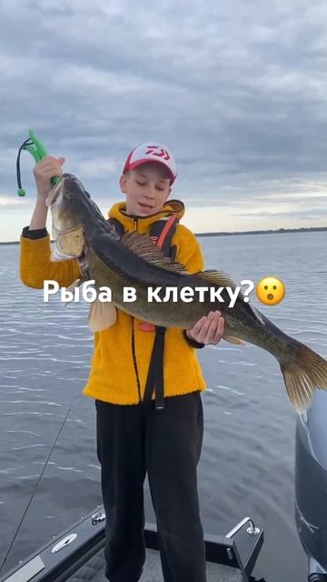 Адреналин!!! Поймали судака 8.7 кг! #baitbox_fishing #рыбалка #panoptix  #zanderfishing