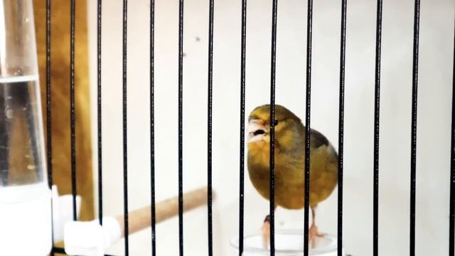 Kanaryanız Çıldıracak Muhteşem Kanarya Ötüşü Ve  Kanarya Sesi Kanarya Huylandırma Kanarya Kızıştırm